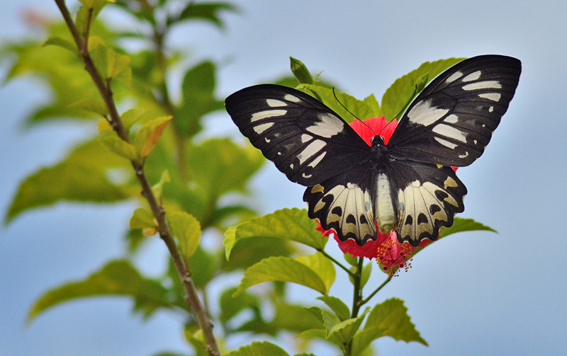 Showy wings