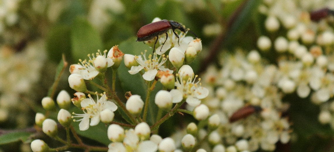 doğa