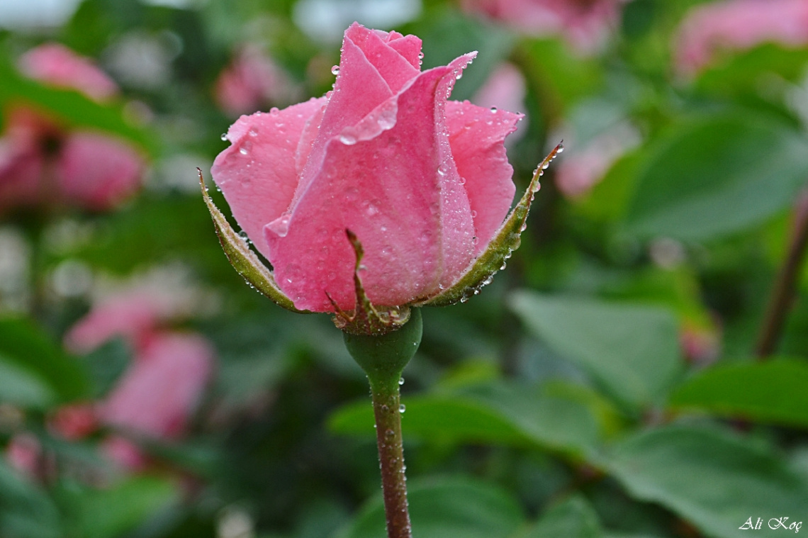 Pembe Gül