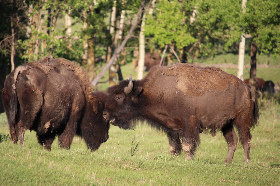 Canadian Bison