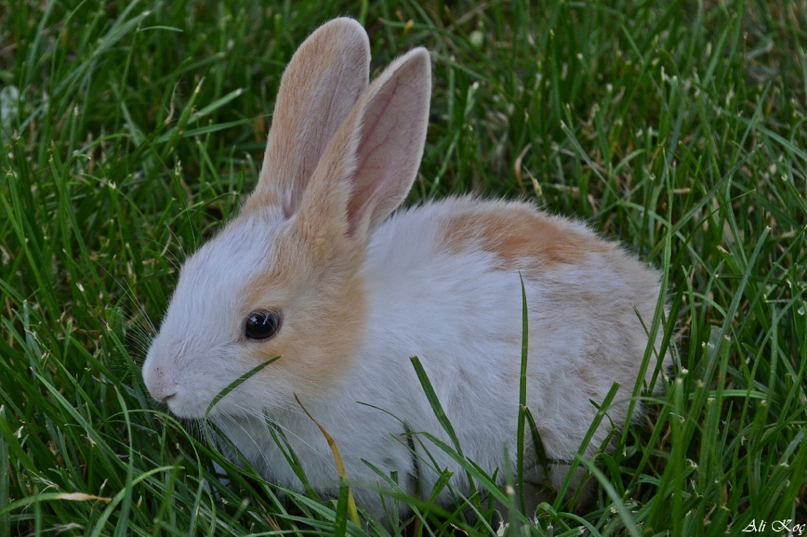 Baby Rabbit :)