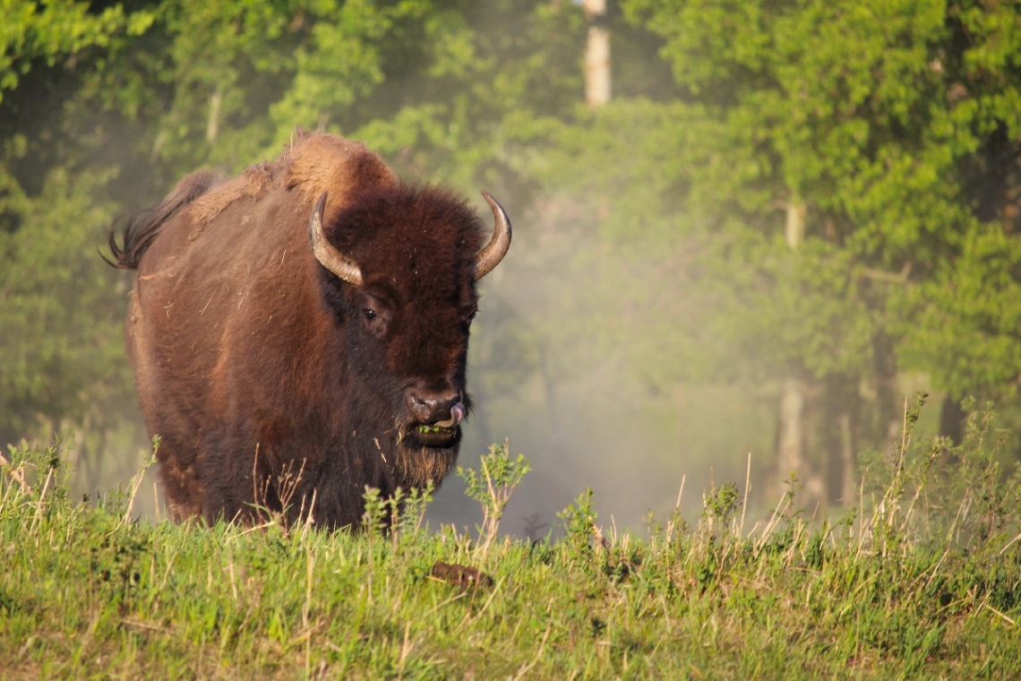 Majestic Bison