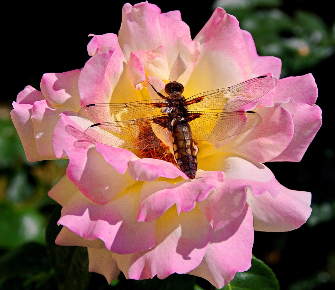 Dragonfly on rose