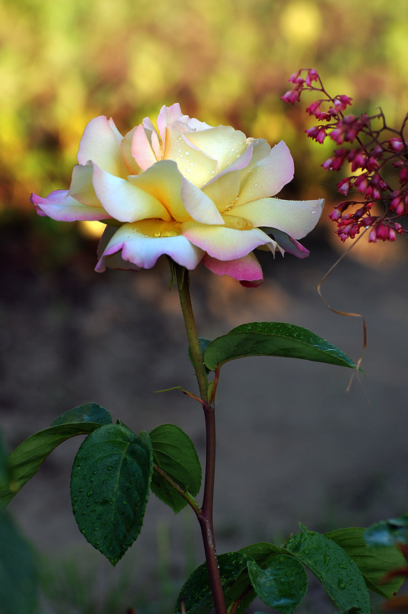 Flowers from my garden