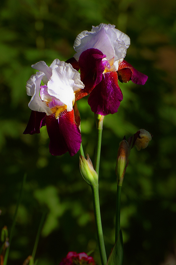 Flowers from my garden (3)