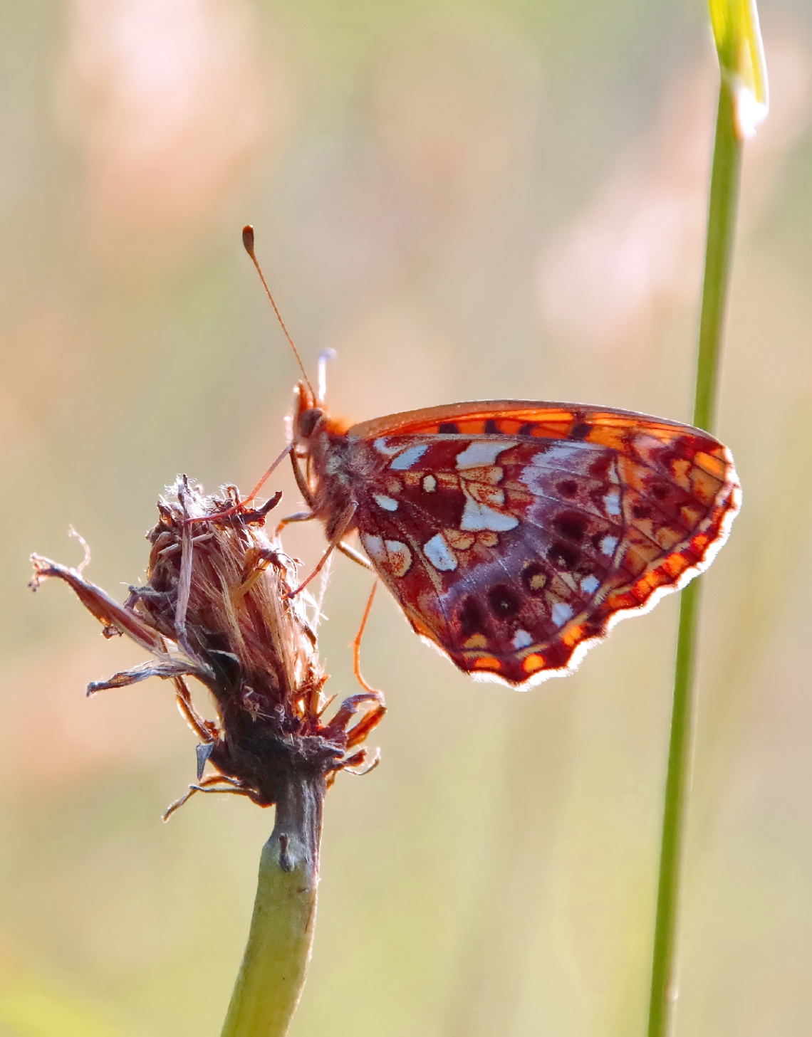 On the meadow