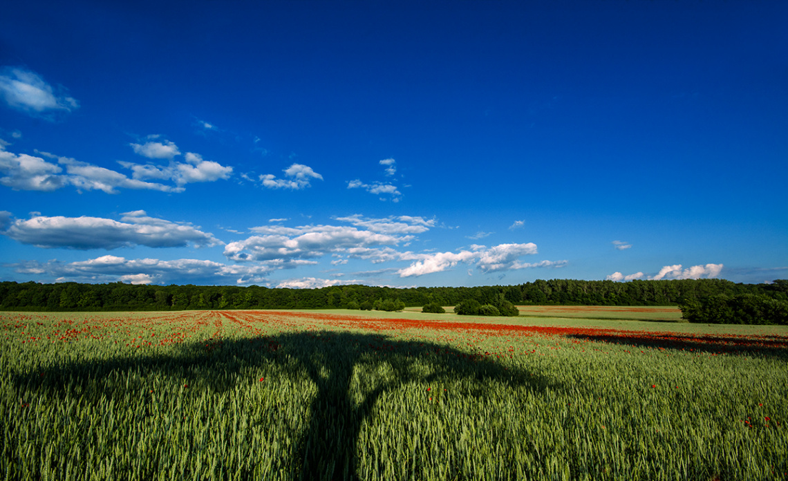 Field with Poppies