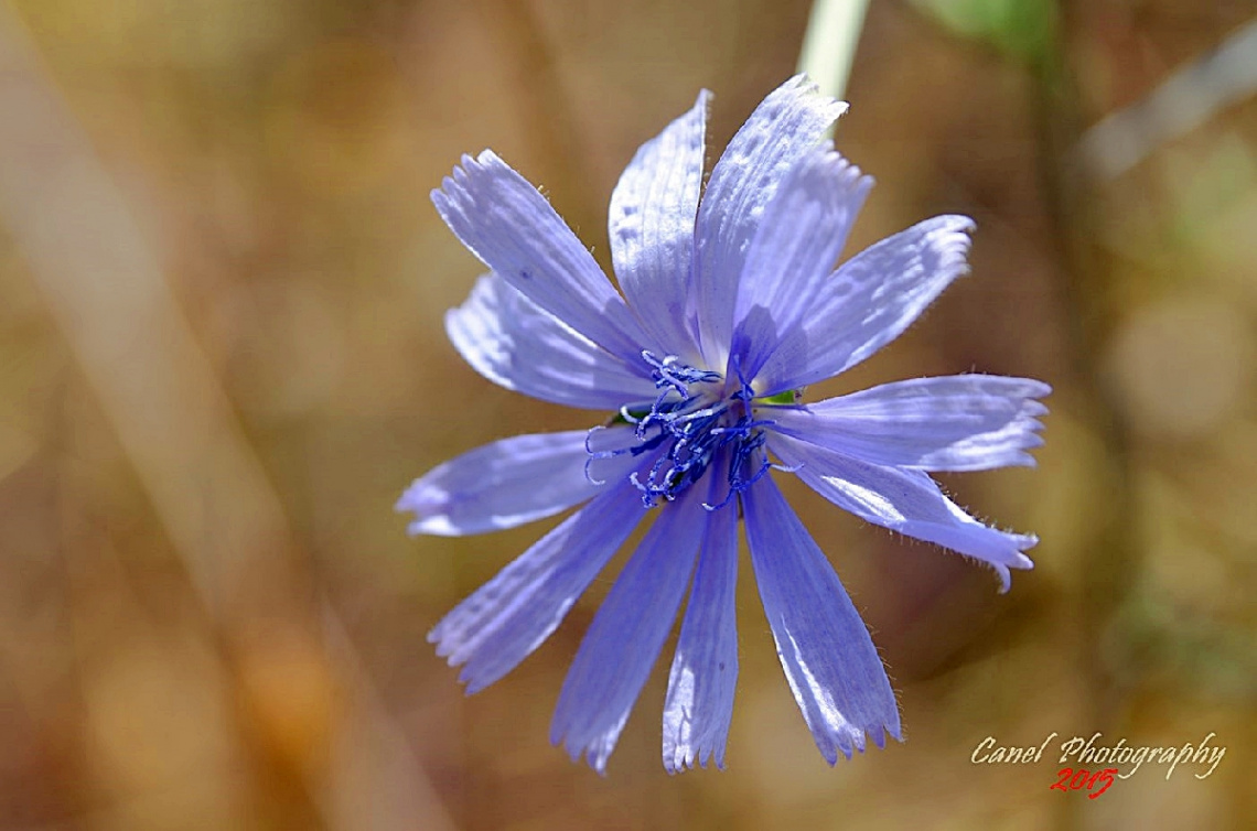 Hindiba (Cichorium Intybus)