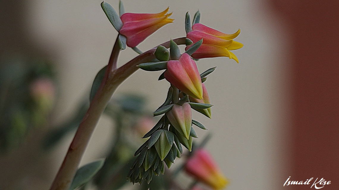 Echeveria