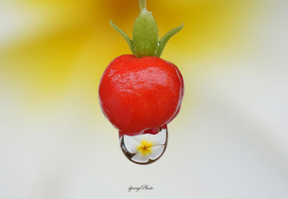 Fruit and dew