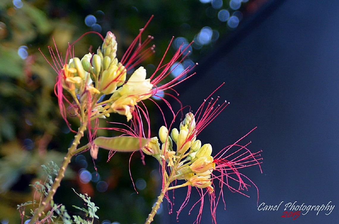 Cennet Kuşu Çalısı(Caesalpinia Gilliesii)