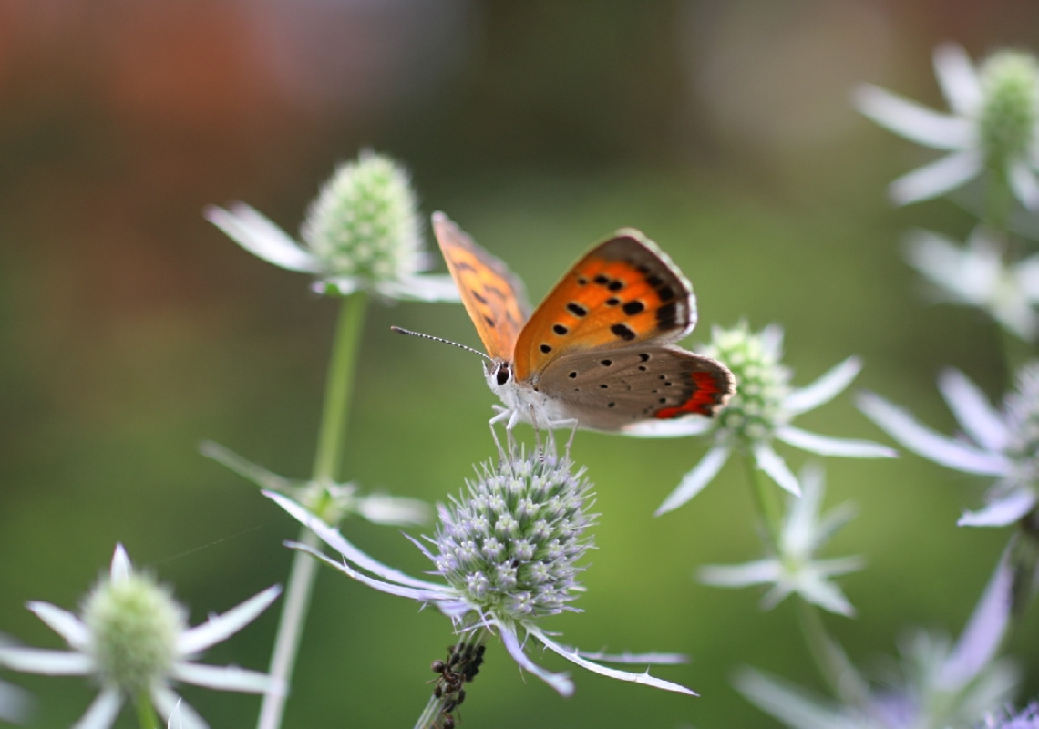 small butterfly