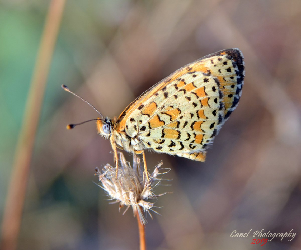 Benekli İparhan / Melitaea didyma