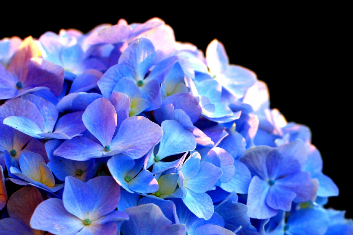 Hydrangea