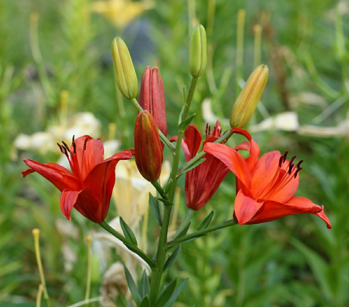 Red lily