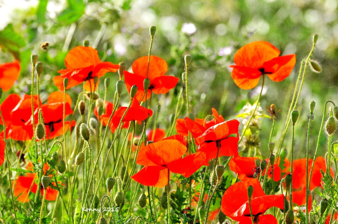 İ love poppies ...