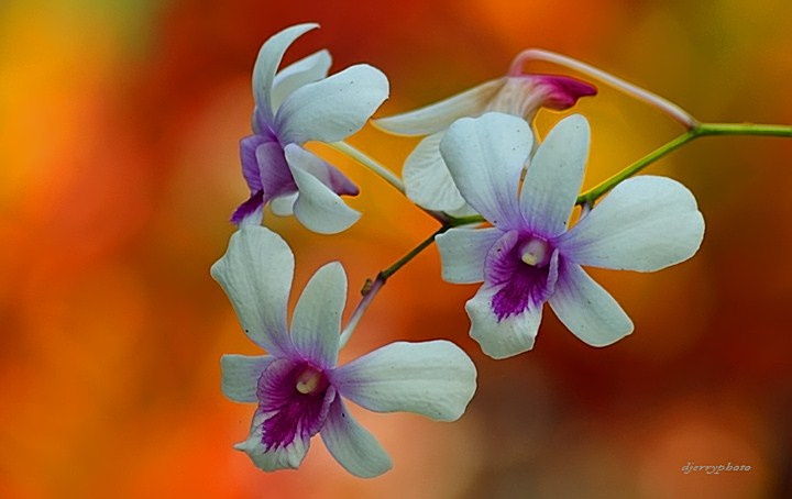 Orchid