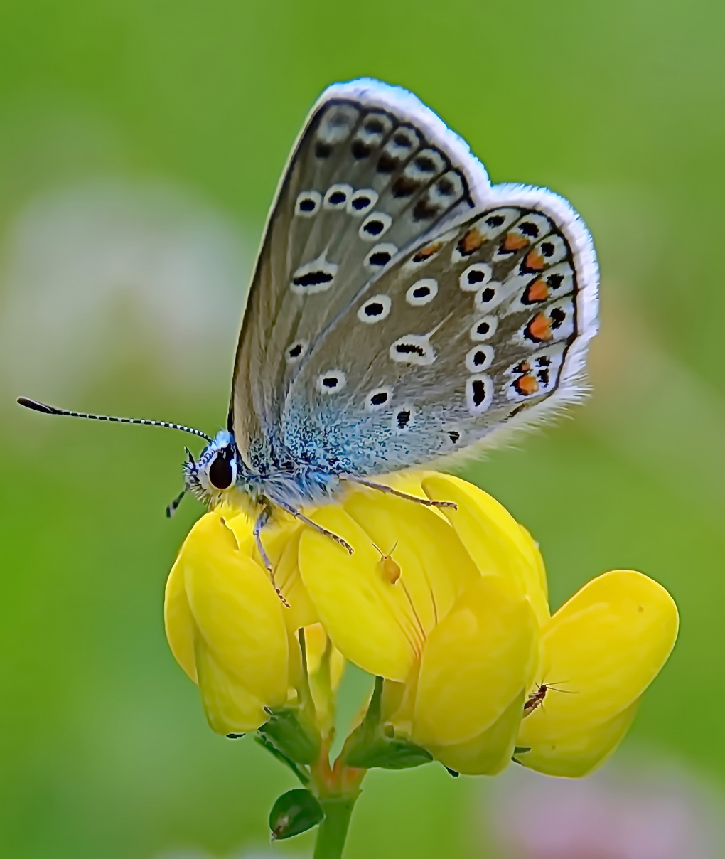 On the meadow