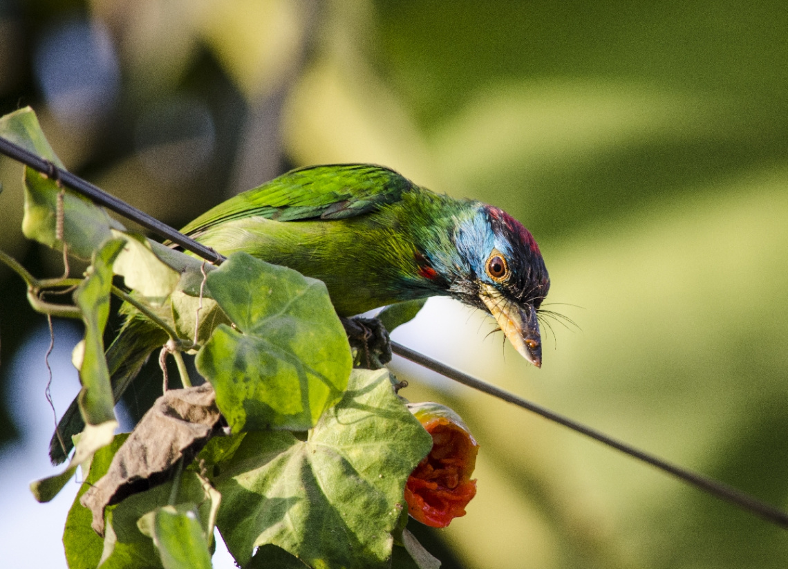 Blue-throated Barbet / (Megalaima asiatica)