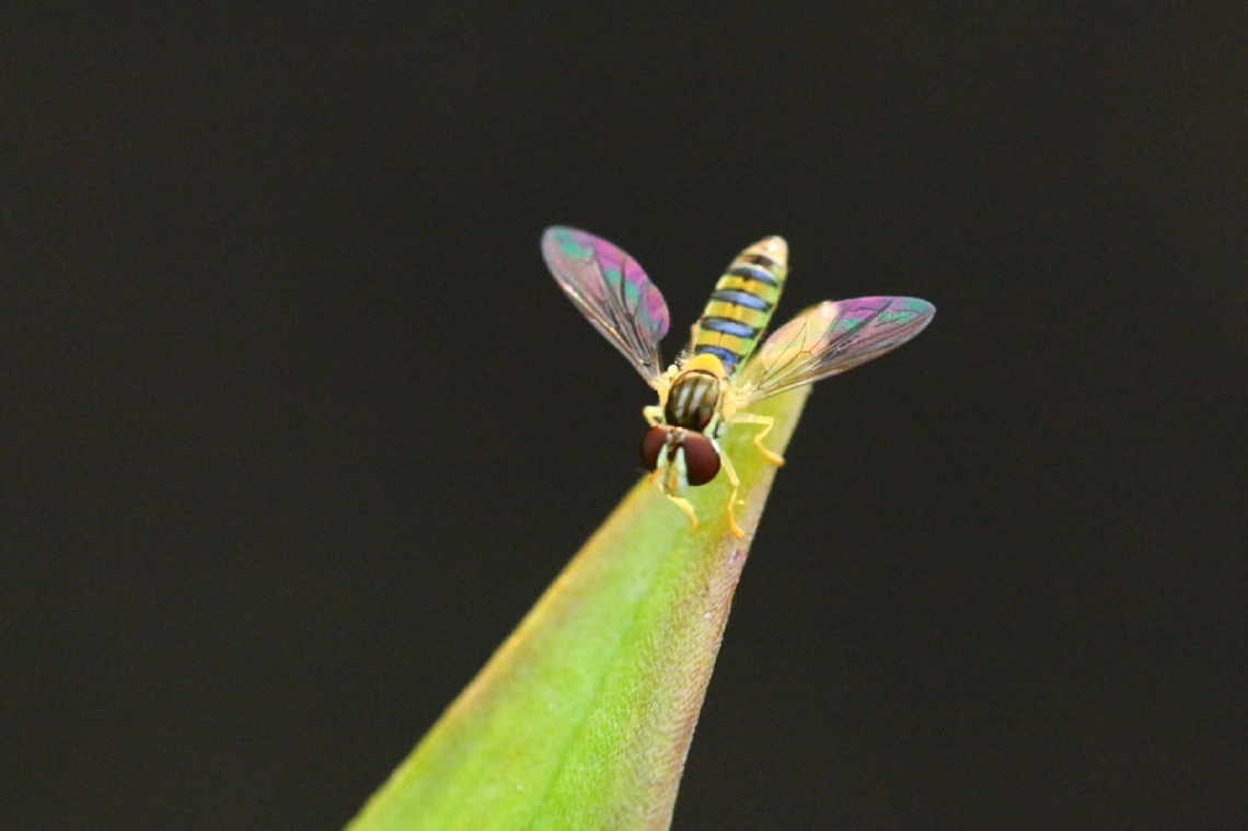 Colorful wings