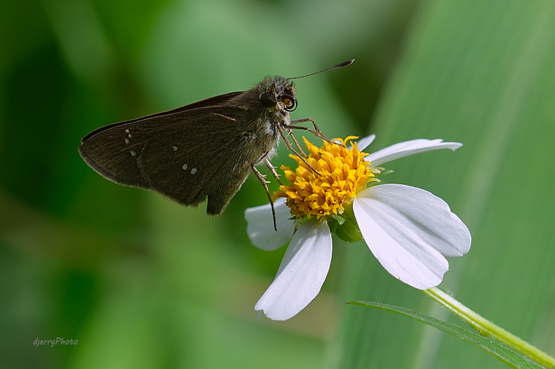 skipper