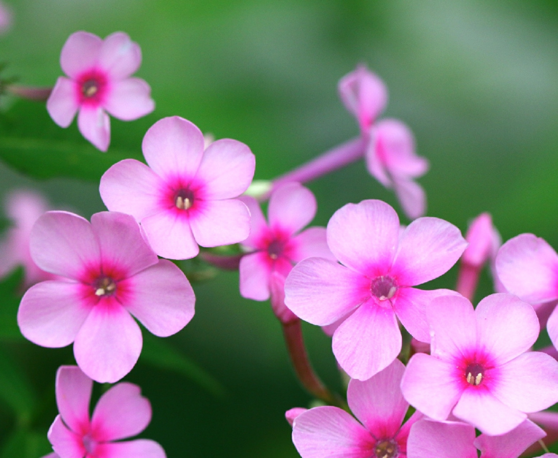 Pink flowers