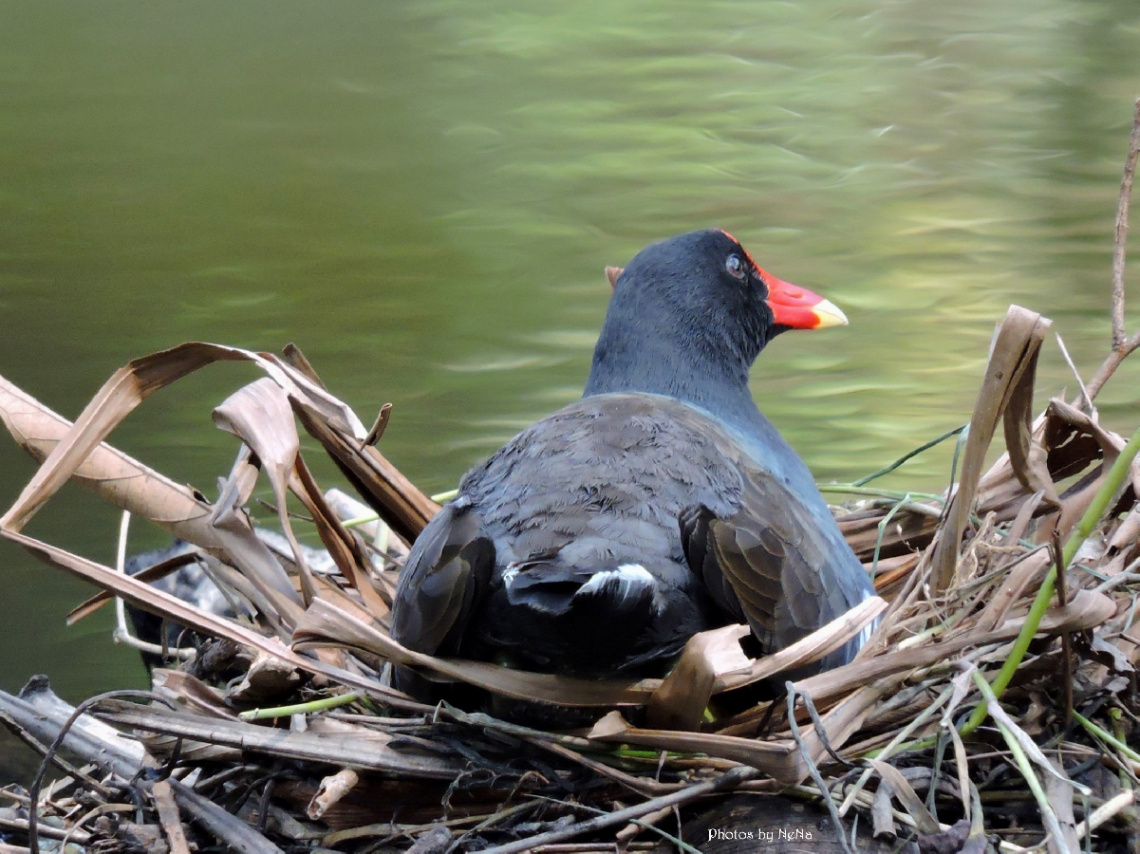 A love story I - in the nest