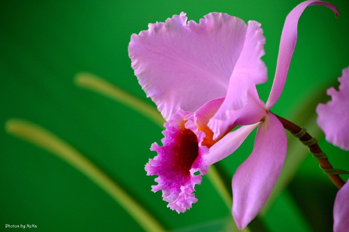 Orchid II