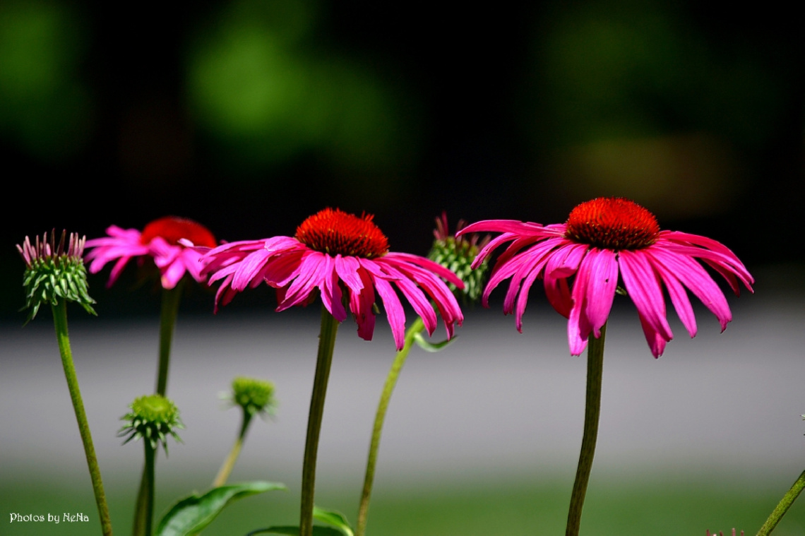 Pink trio