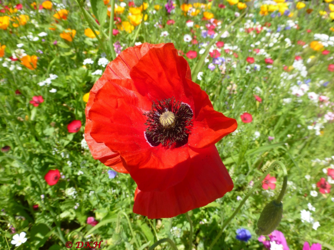 Mohn