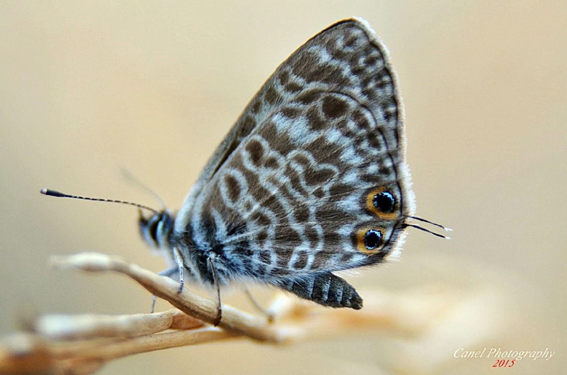 Mavizebra / Leptotes pirithous