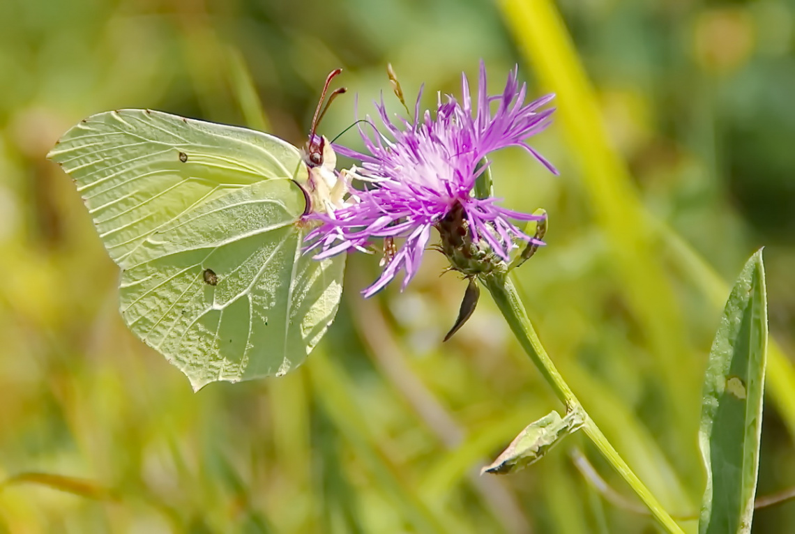 On the meadow