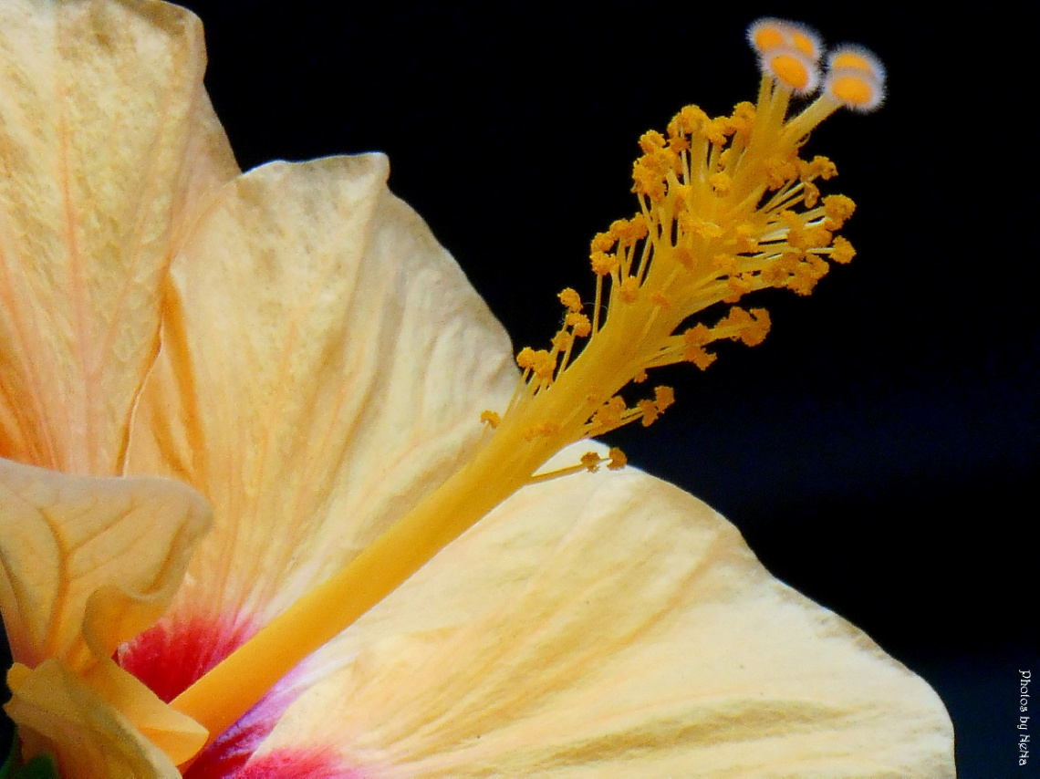 Hibiscus II