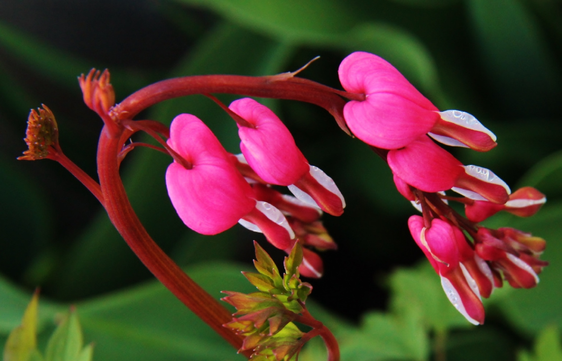 Flowers hearts