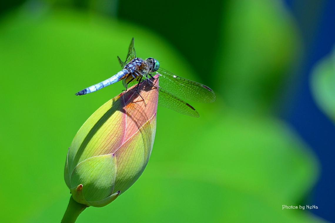 Dragonfly in a lotus button