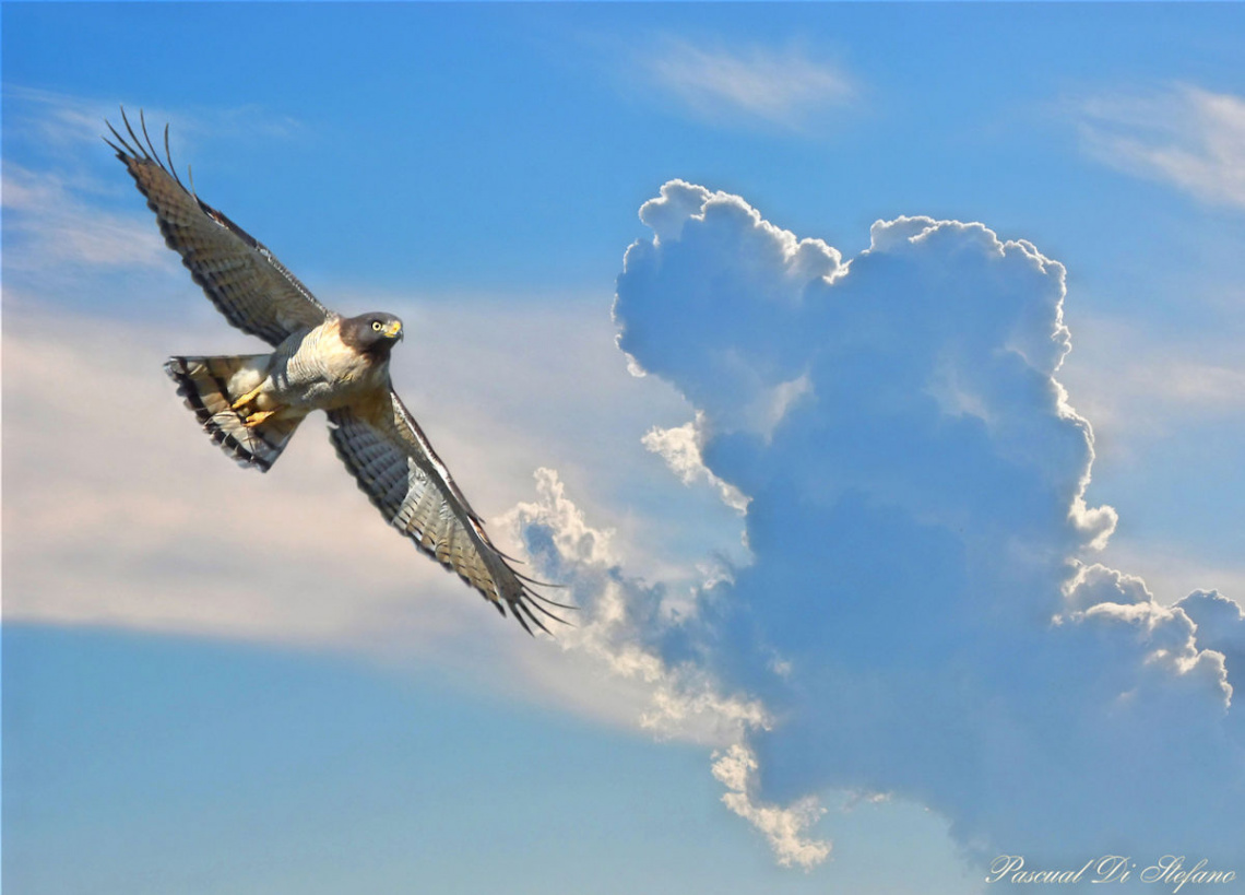 Eagle and dog on clouds