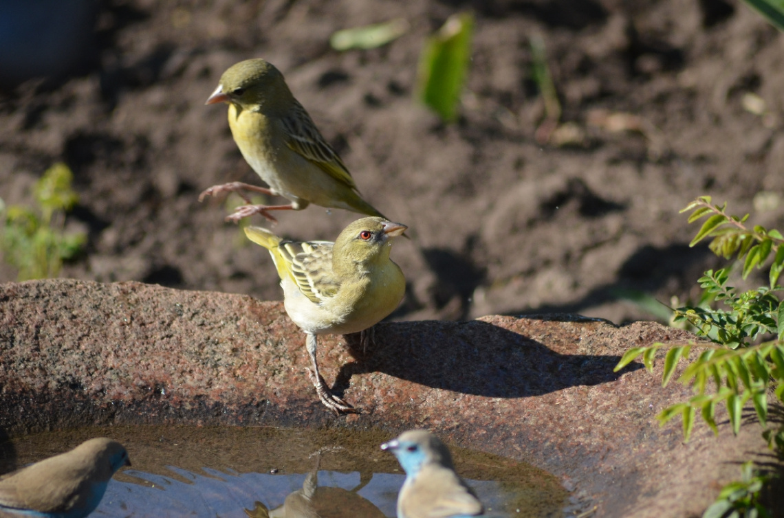 canary