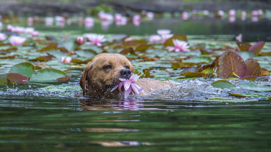 Water Lily ;)