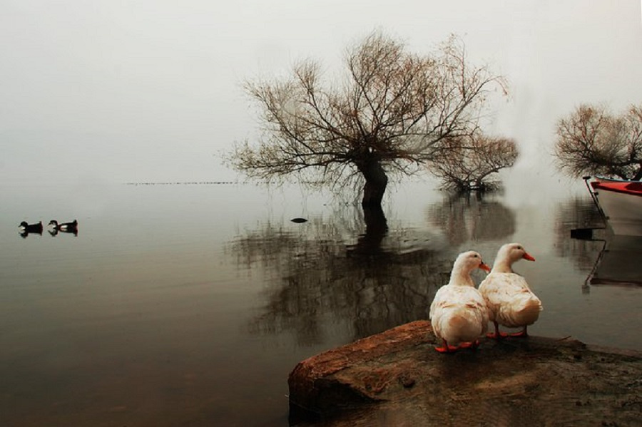 Gölyazı & Ördekler