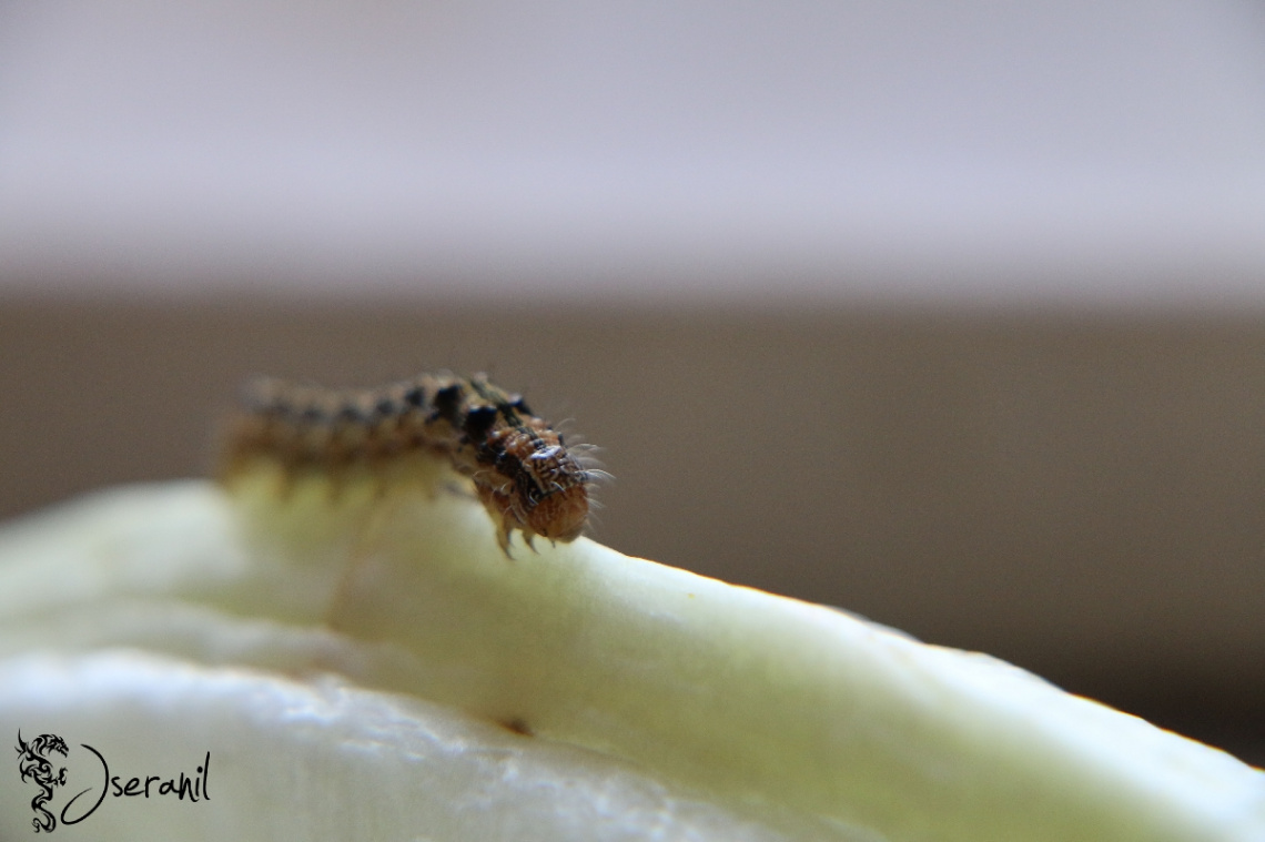 Caterpillar