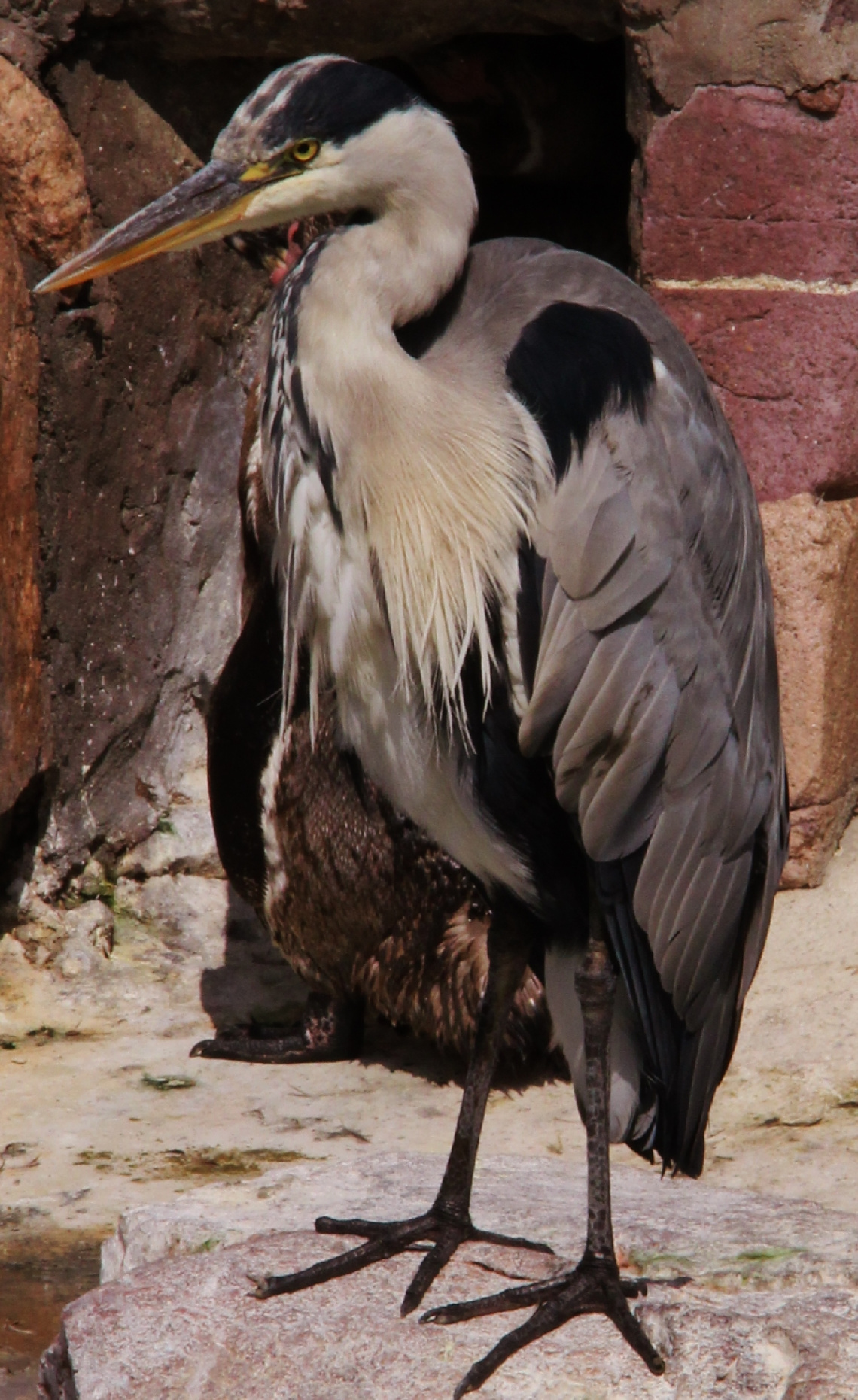 Grey Heron