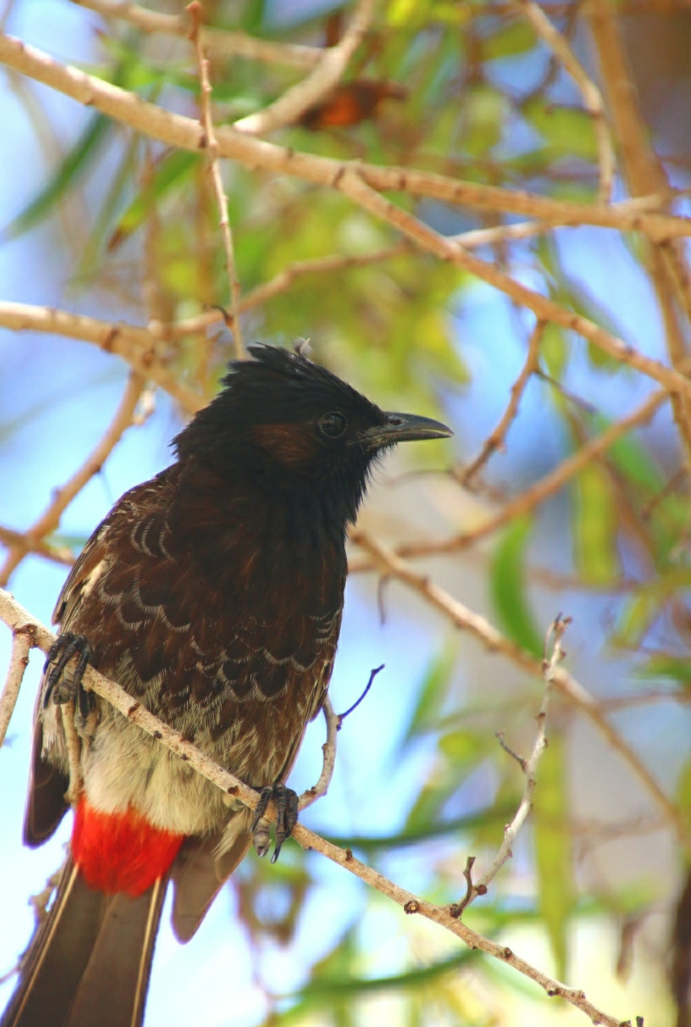 red hip bulbul