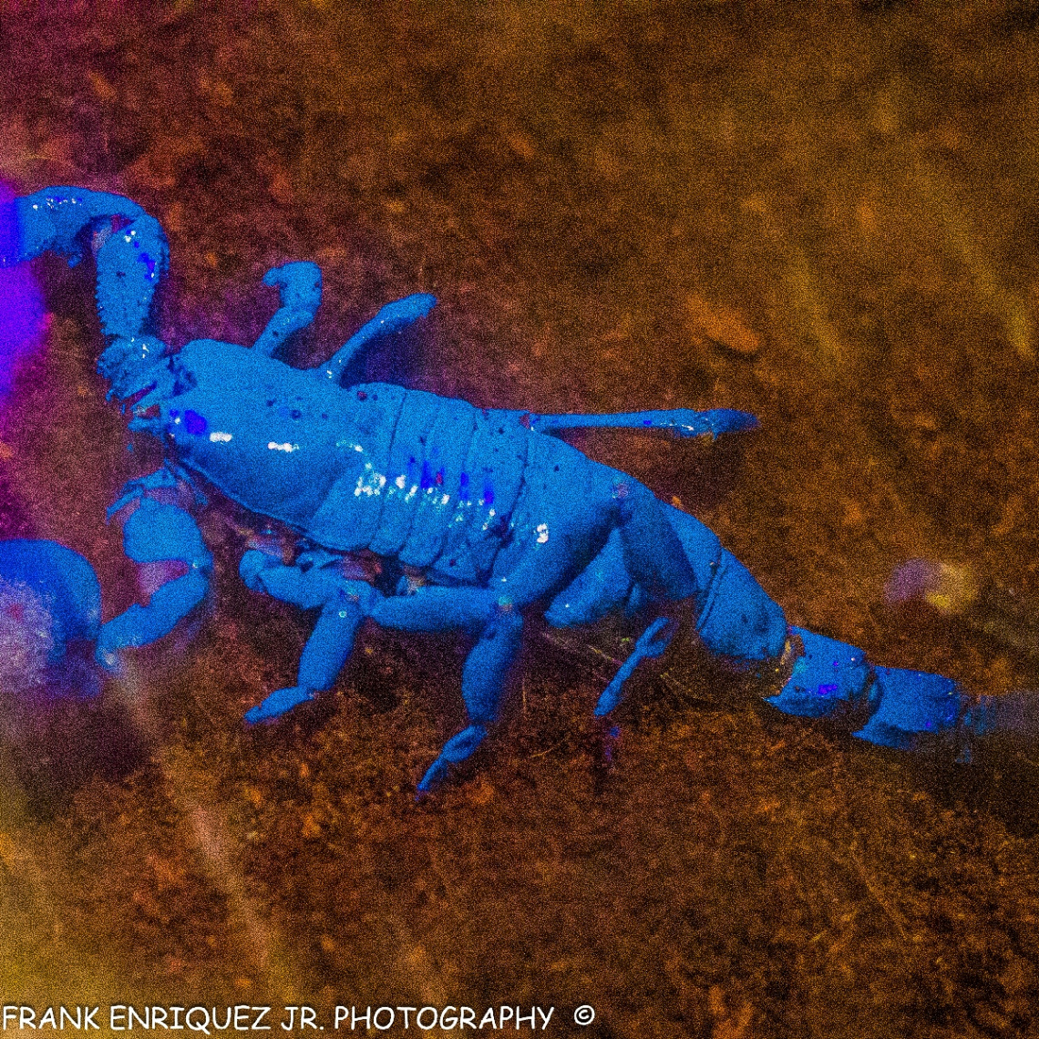 Arizona Scorpion Under A Black Light