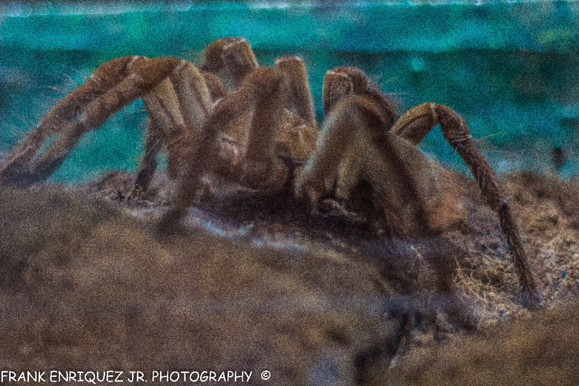 An Arizona Tarantula