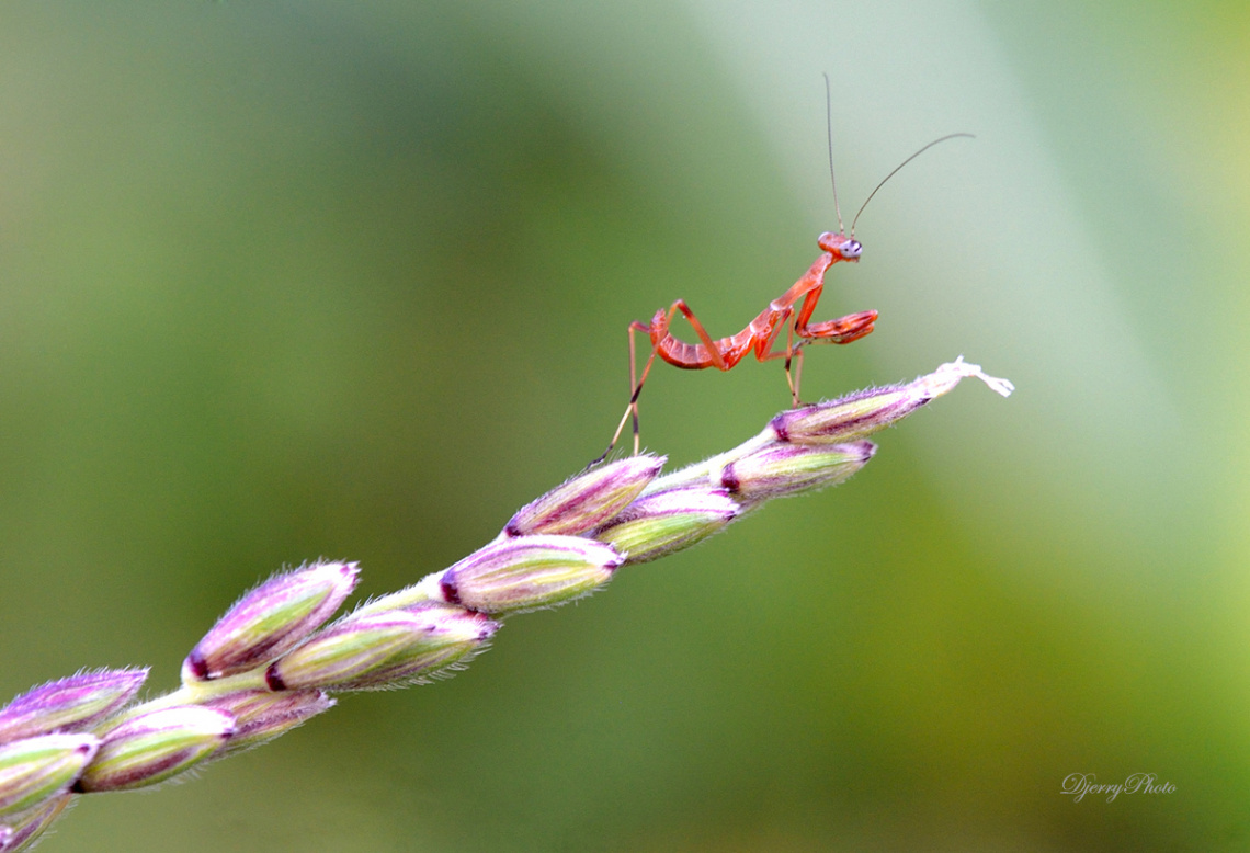 Mini Mantis