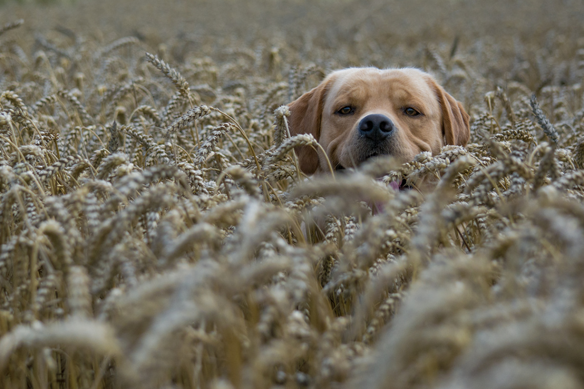 Our Labrador