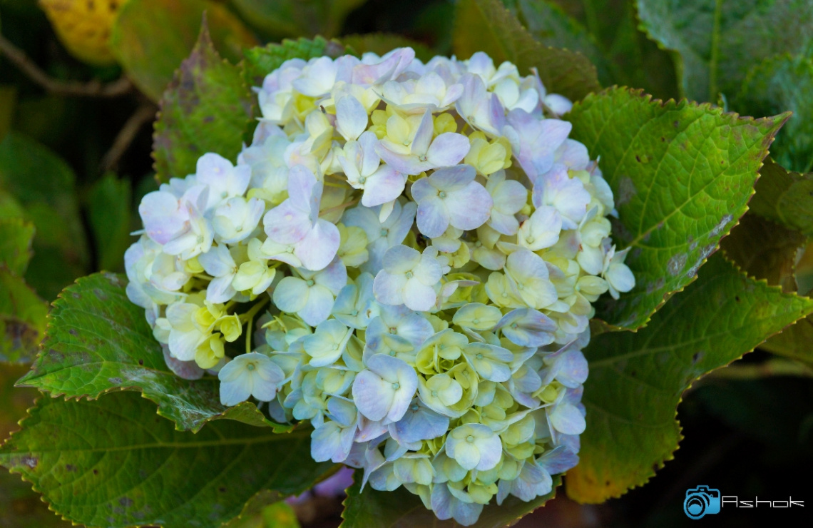 Hydrangea Macrophylla 