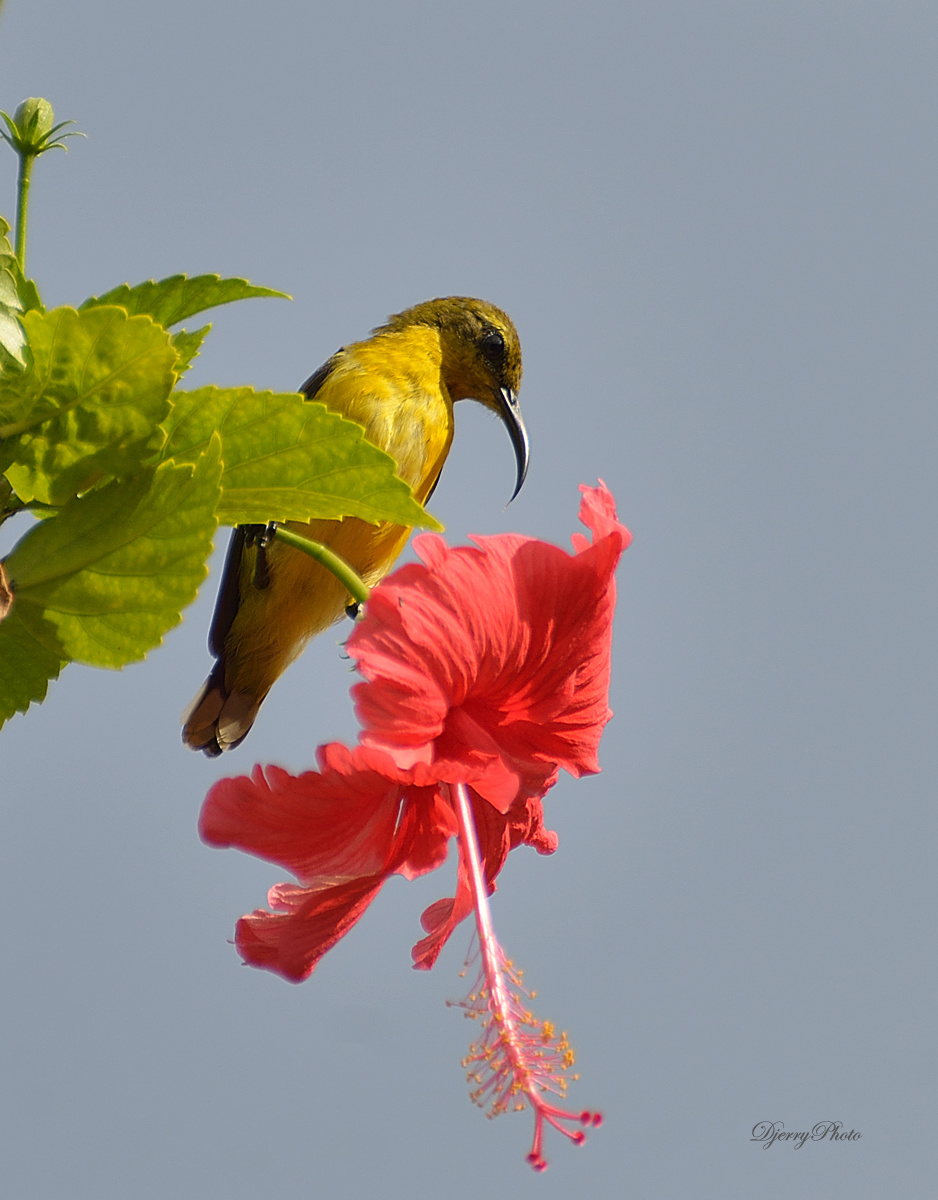 Sunbird #3