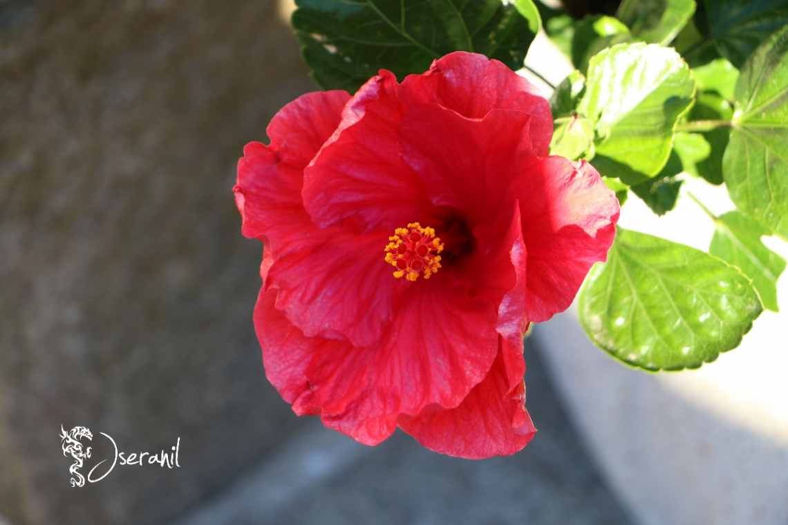 Red Hibiscus