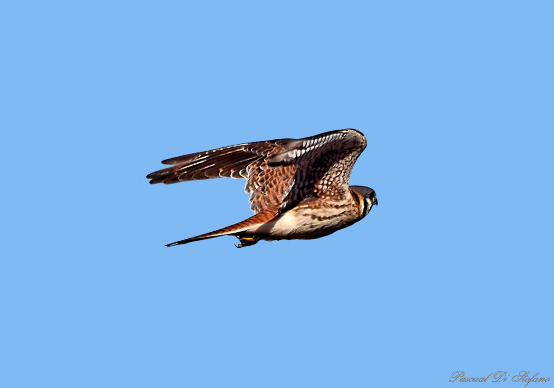Falco sparverius II